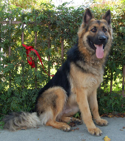 Lobo von Liebzig sitting